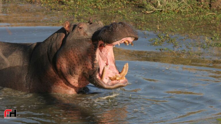 A Killer Hippo Horror Movie Titled ‘Hungry’ Is Officially in the Works